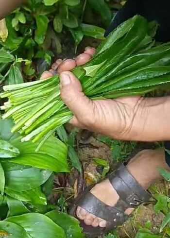 番鬼芫茜,做蘸料蘸肉吃特别的香,你认识吗?