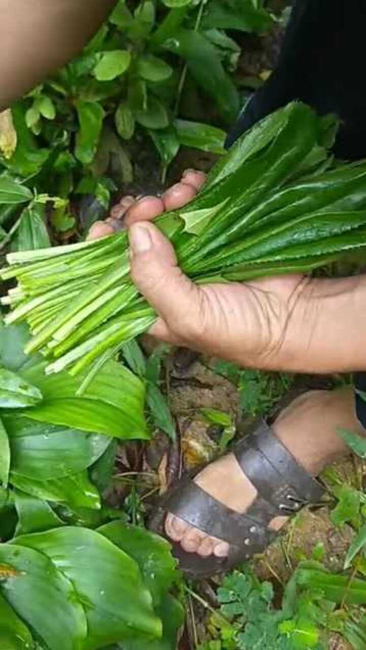 番鬼芫茜,做蘸料蘸肉吃特别的香,你认识吗?_腾讯视频