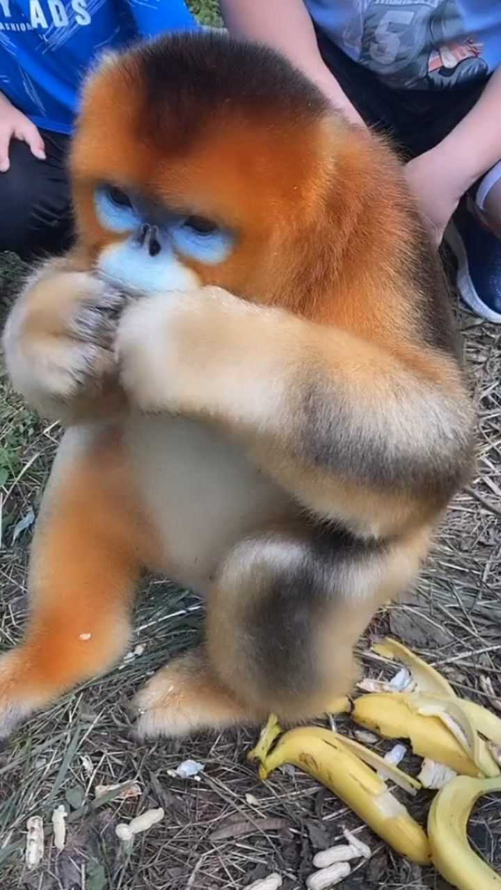 好好看的金丝猴.