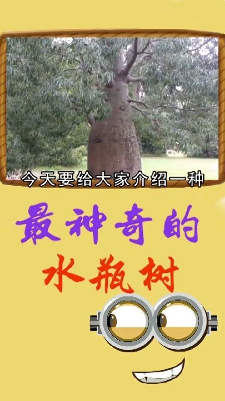 水瓶树,树干存水超多的哦