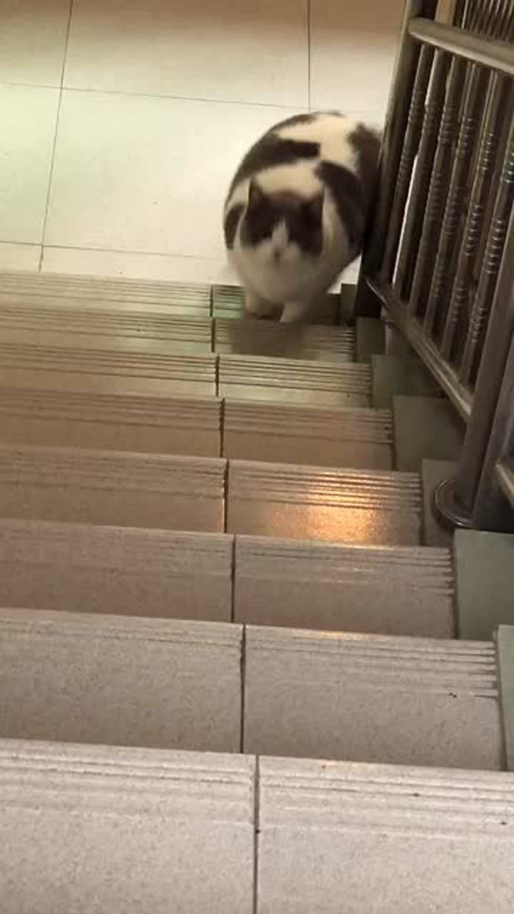 猫为了减肥也是拼了每天爬楼梯有点累