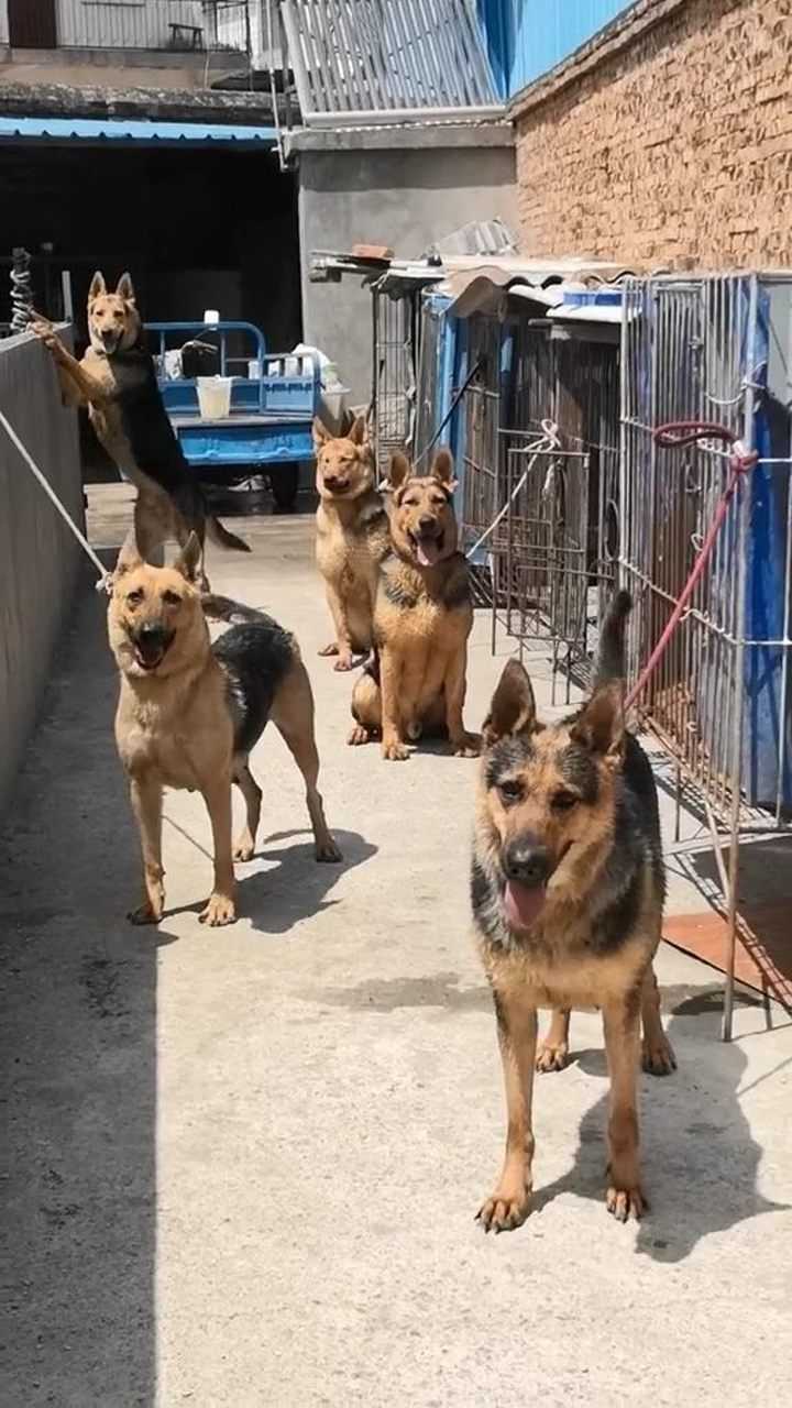 清一色昆明犬黑背!