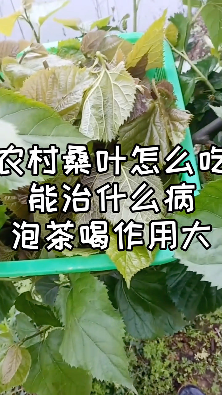 农村桑叶怎么吃,能治什么病,泡茶喝作用最大!