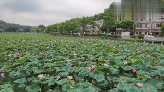 8月的红山村,错过了油菜花节,但是一池塘的荷花更值得一看