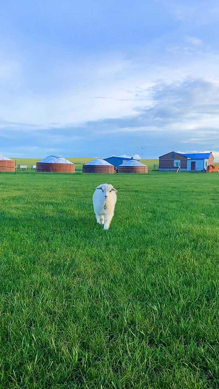 美丽的草原我的家老阿妈家养的小羊羔活泼可爱让我想起了童年
