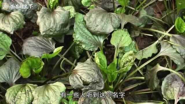 这种草其貌不扬,其实价值很高,人称“尿床草”