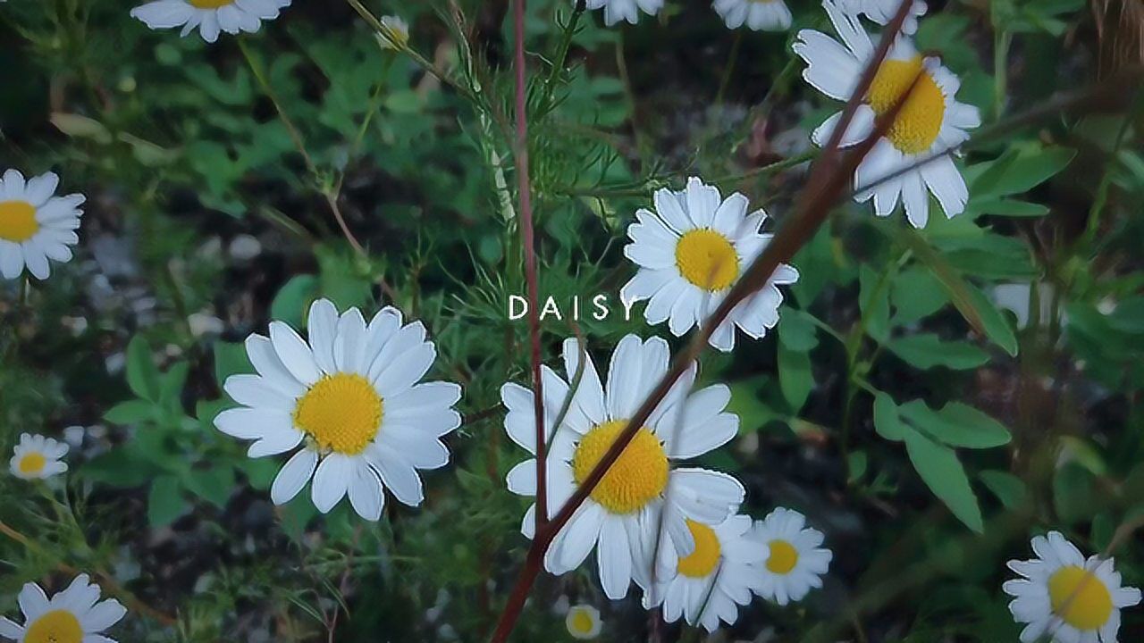 daisy雏菊