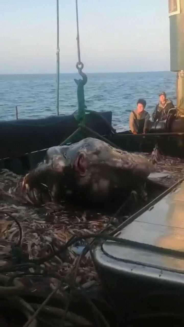 捉到一只翻车鱼呆萌呆萌的不能吃也没法卖