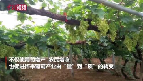 河北怀来：葡萄特色产业带动农民增收