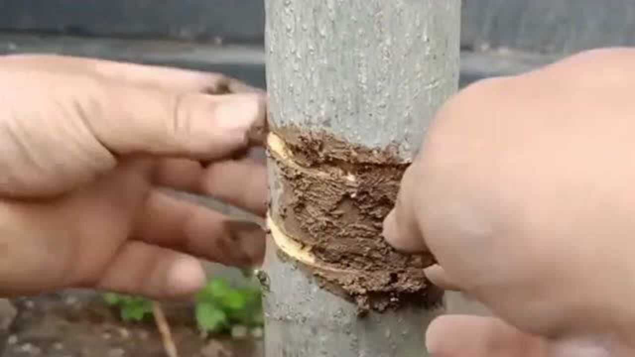 嫁接核桃树正确的科学环割方式,学会了之后,提高产量好几倍不再是无中