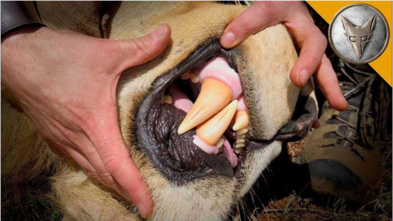 袋狮的牙齿图片