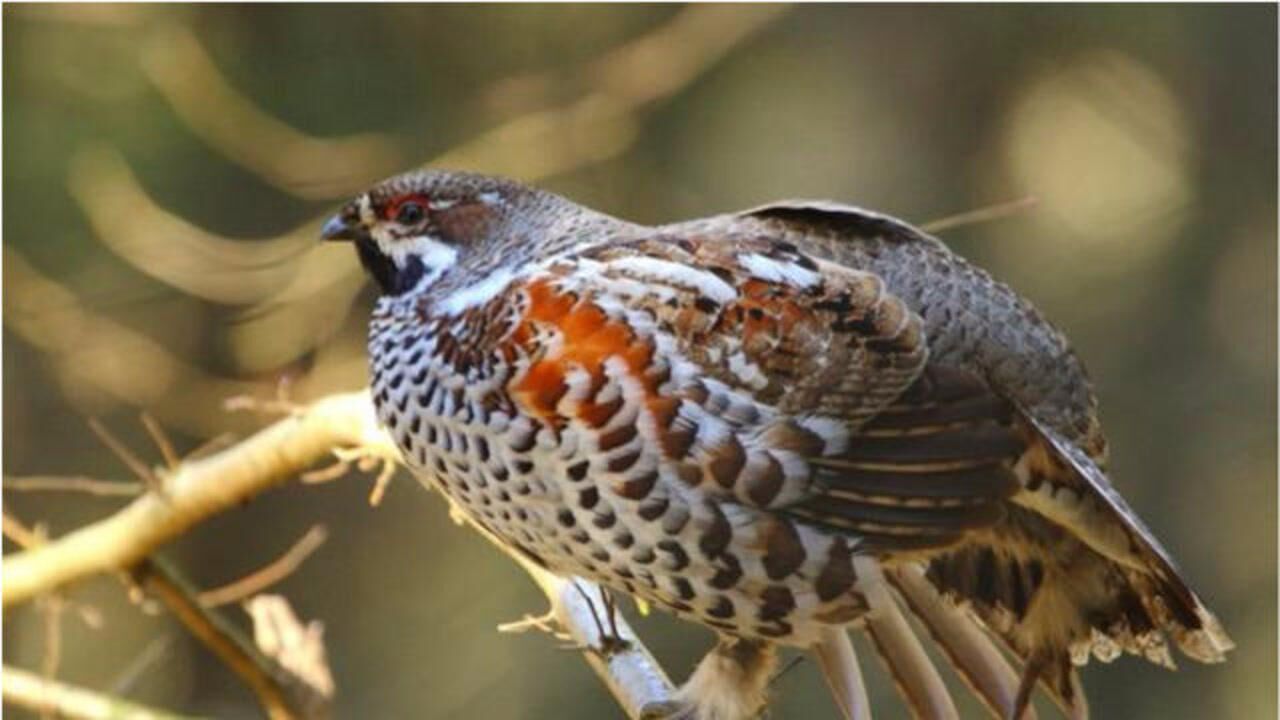 飞龙鸟是国家二级保护动物,有着"天上龙肉"之称!