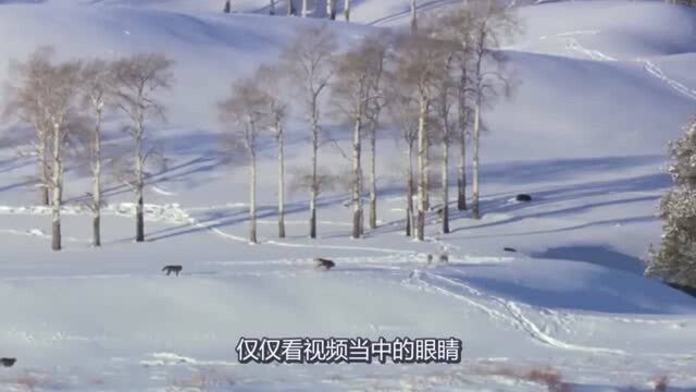 狼群在雪地里追逐山羊,团结默契的样子,值得大家学习!