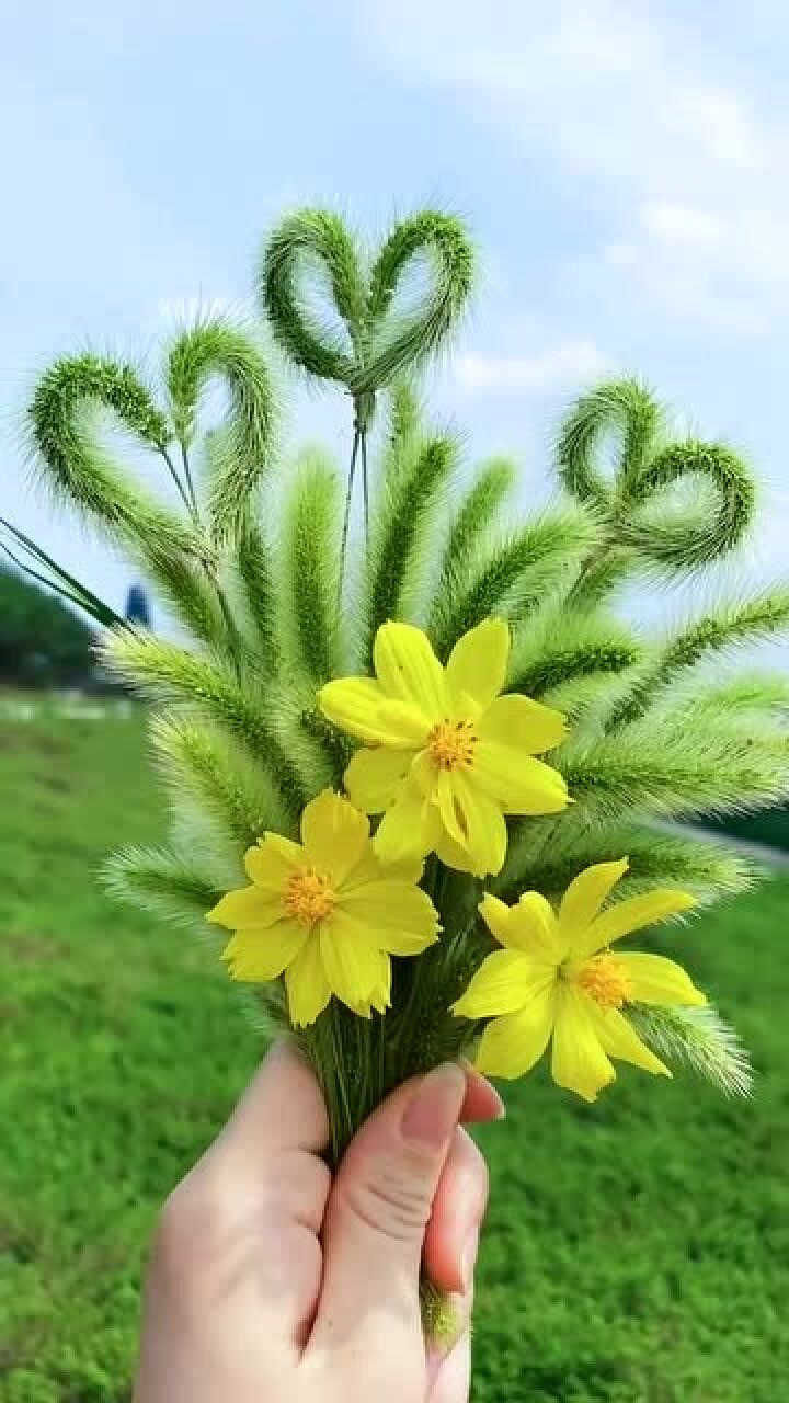 做一束漂亮的狗尾巴花送给最爱的人