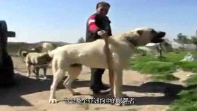 土耳其神狗坎高犬,被列为国宝禁止出口的国宝,完胜美国比特!