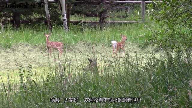 世界上最小的鹿:鼷鹿,你肯定没见过!比猫咪还娇小