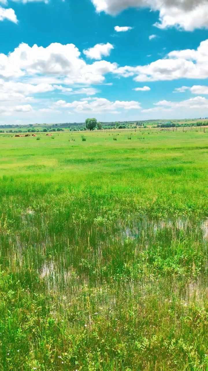 你喜欢一望无际的大草原吗?