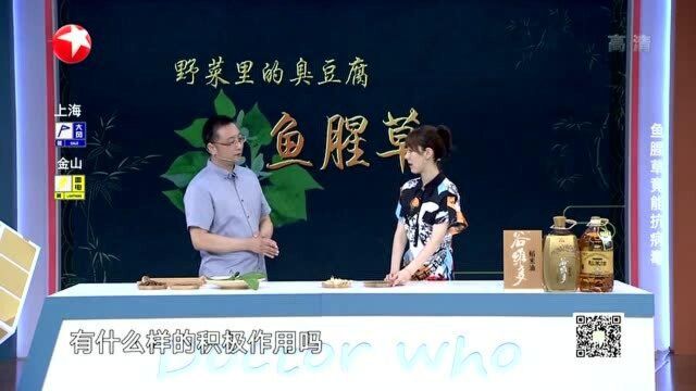 鱼腥草有毒,如何安全食用?专家给出解答,原来它还可以抵御冠状病毒!