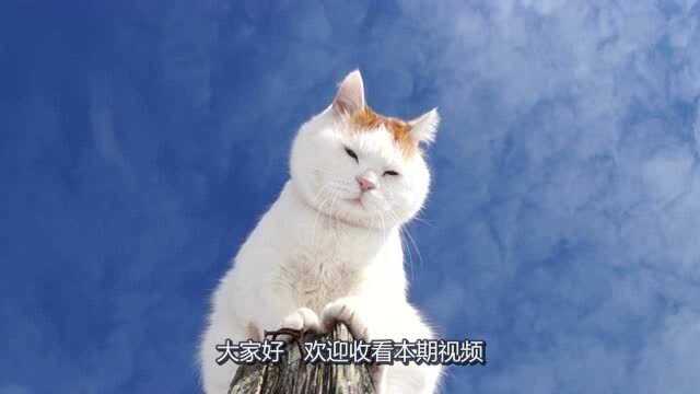 猫咪爬到柱子上仰望大地,蓝天白云做背景,别有一番风味!