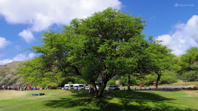 田震《好大一棵树》,献给教师节的歌,老师们辛苦啦