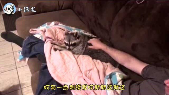 搞笑视频 给小浣熊挠痒痒,看这表情应该很爽!