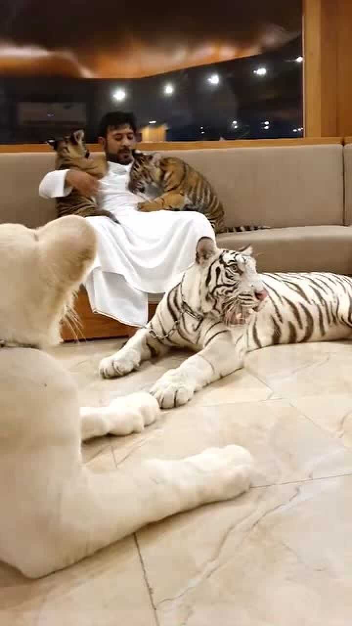 迪拜人养老虎图片