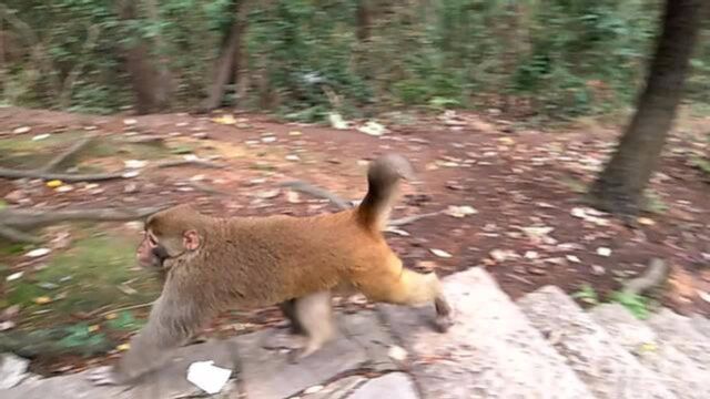 贵州黔灵山的猴子很可爱,游客都喜欢!