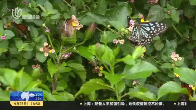 上海动物园:蝴蝶展揭幕 万只蝴蝶花间起舞