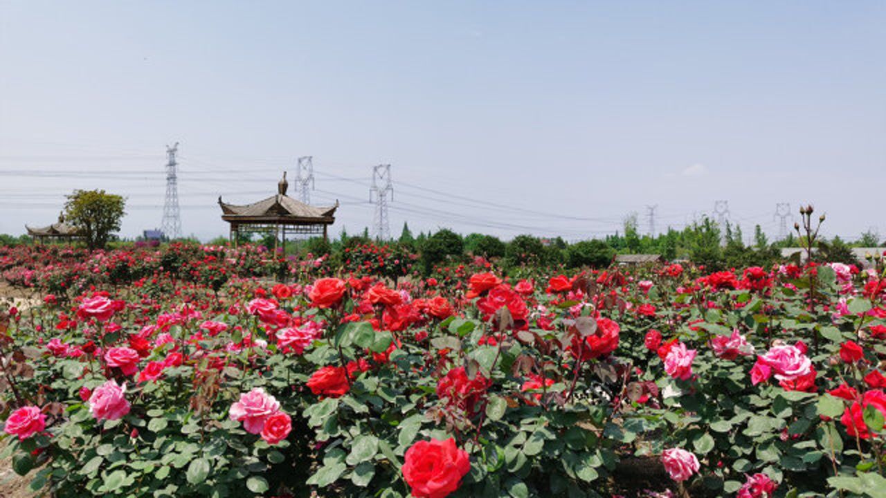 国庆长假到崇州龙腾居月季花园看百万花海