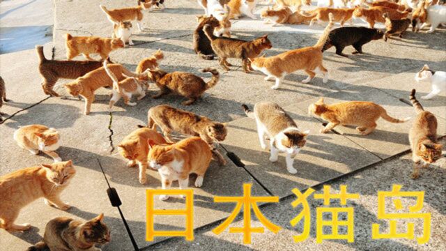 日本猫岛猫的王国