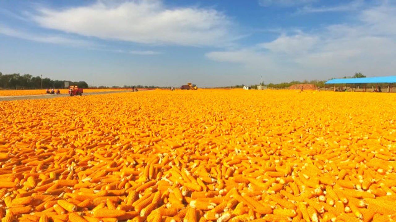 25公斤!奇台农场示范田玉米亩产破全国纪录