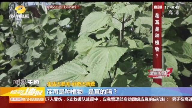 “荏苒”是植物吗?国学大师巧解“时光荏苒”!