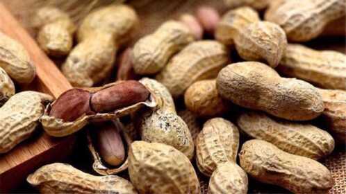 花生发霉发潮别扔掉,用来养花效果太好了,快试试