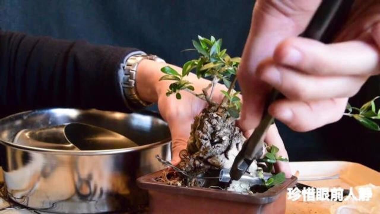 矮霸造型六月雪盆景翻盆养护,这个方形紫砂花盆好有气质,很有型_高清1080P在线观看平台_腾讯视频