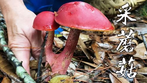 农村大妈冒雨进山采蘑菇，收获满满，还发现一个双胞胎连体蘑菇