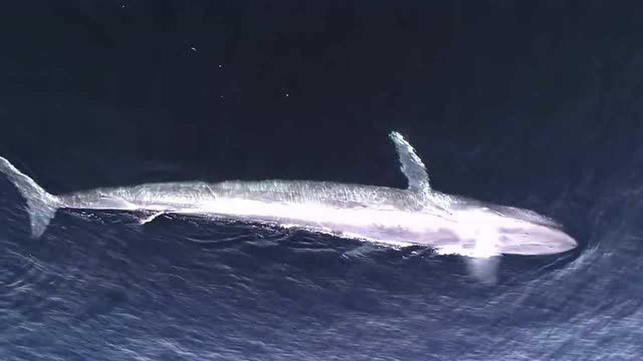 深海蓝鲸发出哭嚎的声音,应该是在寻找自己的同伴,大