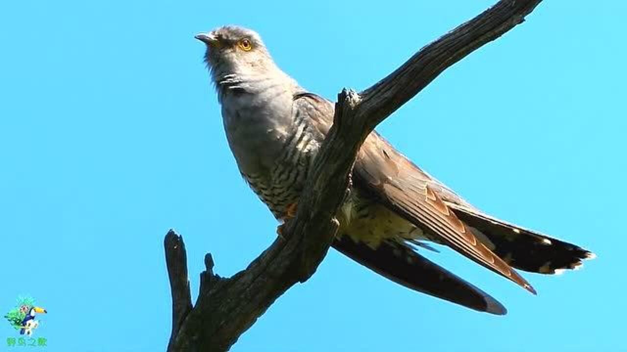 杜鹃鸟虽然让人讨厌,它的叫声还是蛮动听的,近距离看清它的样子