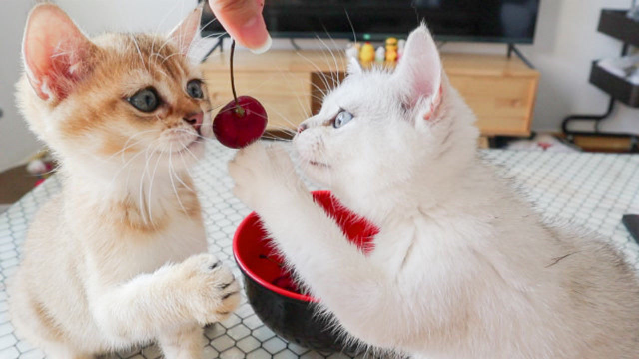 猫猫:妈!快给我樱桃吃!