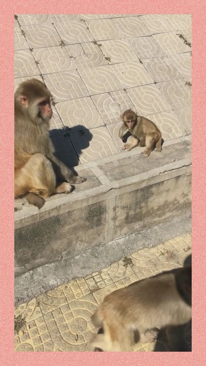 一点母爱都没有,傻猴