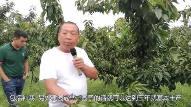 汉源胡老三干货分享:土壤调理很关键,秋施基肥掌握时间点更重要