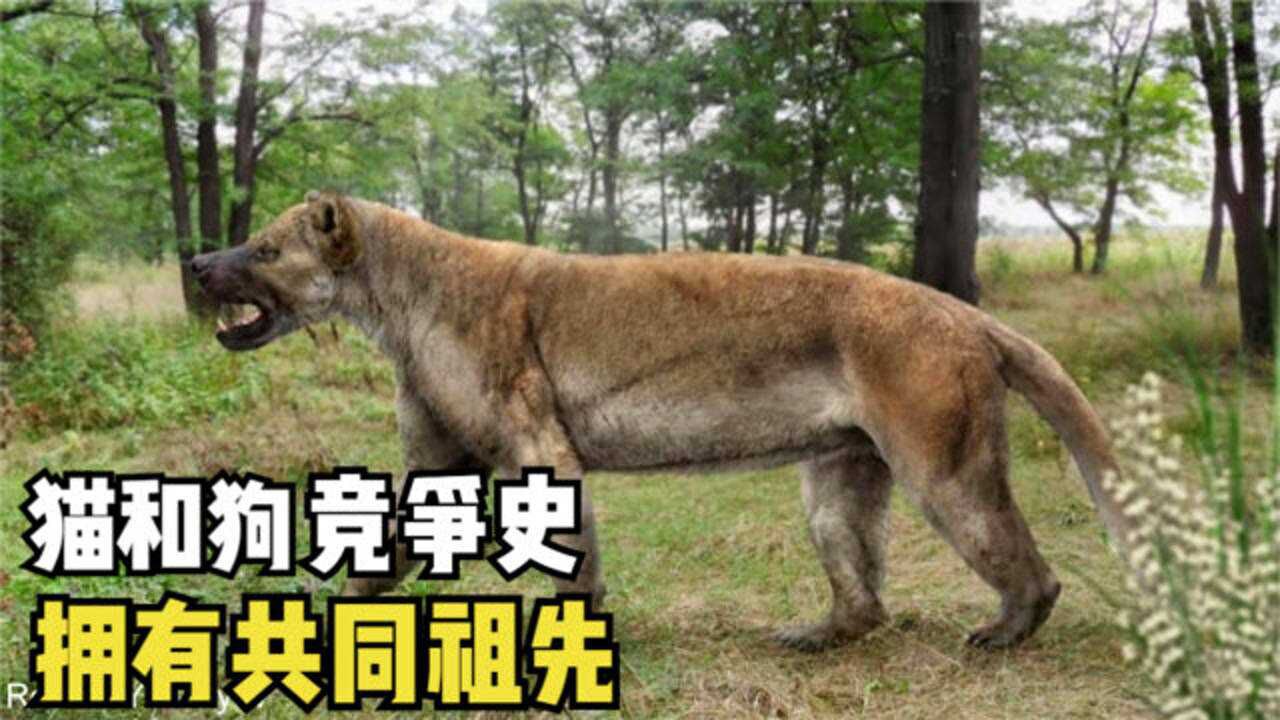 2分钟看完猫和狗的2千万年竞争史,猫和狗的祖先是同一个动物?