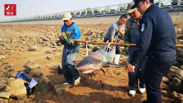 暖心闻丨身长约2米鲨鱼搁浅胶州湾 接下来一幕很暖心