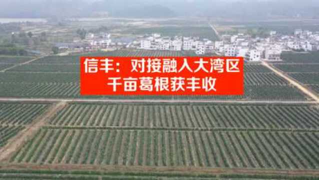 信丰:对接融入大湾区 千亩葛根获丰收