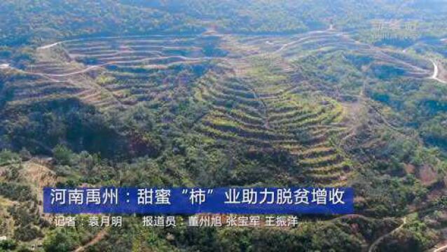 河南禹州:甜蜜“柿”业助力脱贫增收