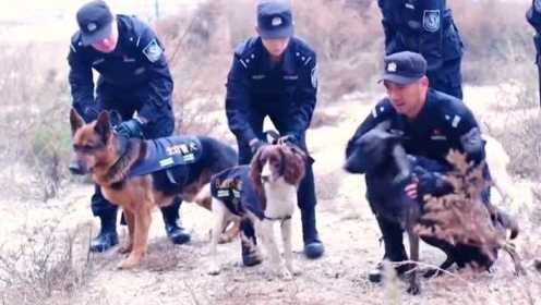 小偷把偷来的狗拴在电话旁，不料这是警犬，会打报警电话（下）