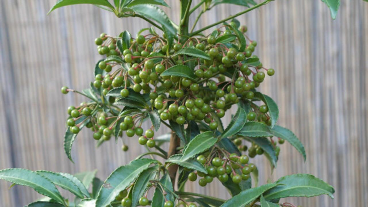 山上挖来的黄金万两观赏价值高放在家里做盆景寓意好