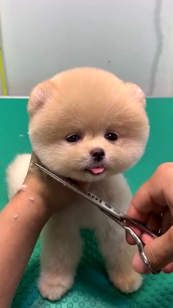 小奶狗真的好可爱啊