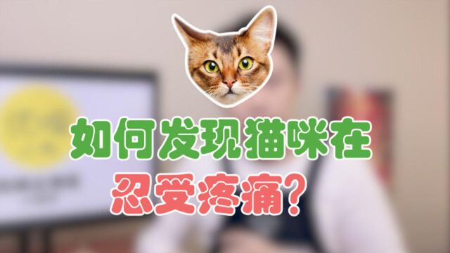 如何发现猫咪在忍受疼痛?