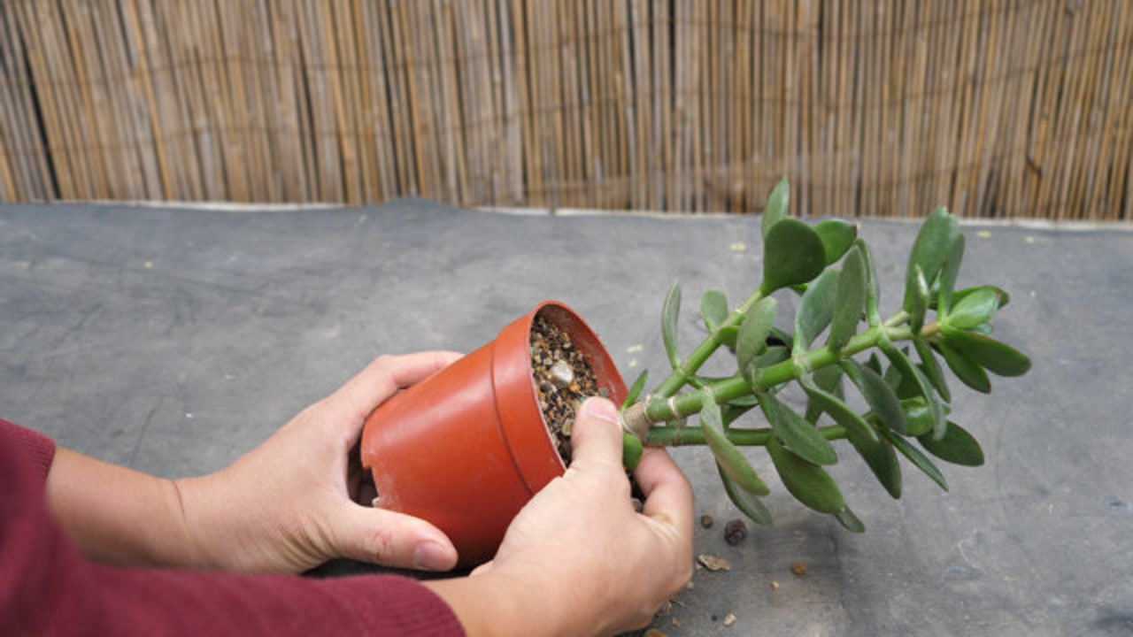 给玉树换盆,掌握这些"技巧"服盆快,长成大老桩!