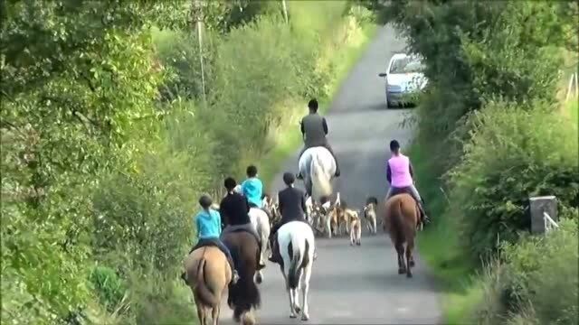 几十只英格兰猎犬,皇家训狗师骑马带队,气场十足